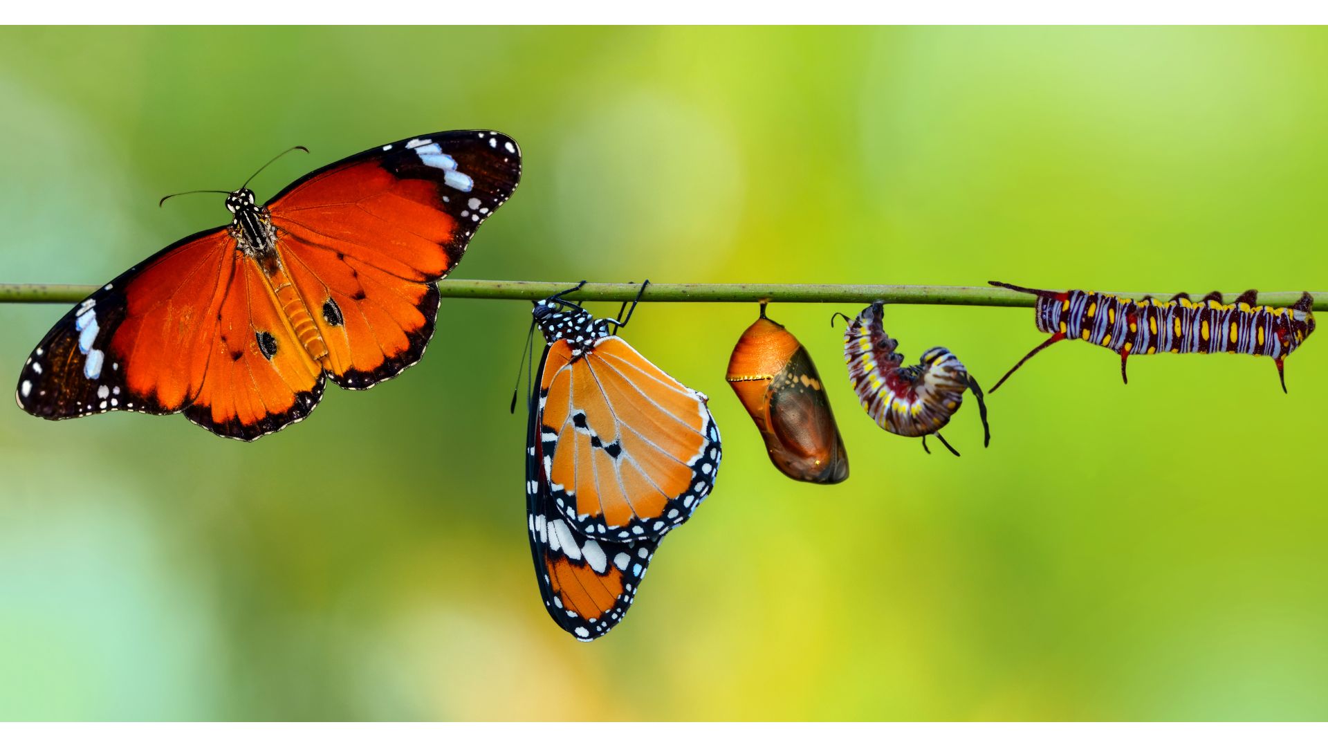 Butterfly at different life stages